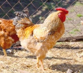 chicken_2359  #조리법 #food #recipes   South Korea Recipes  For Information Access our Site   #SouthKoreafood #korearecipes