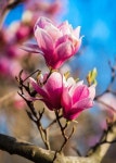 Pin by 수진 김 on Flores bonitas | Flowers photography, Beautiful flowers, Flower sculptures