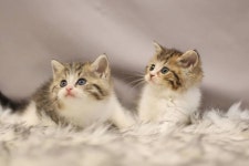 브리티쉬숏헤어분양해요... in 2020 | Rare cat breeds, Rare cats, Cat lovers