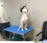 犬에 관한 63개의 최상의 Pinterest 이미지 | 강아지, 개와 고양이 및 애완동물 犬