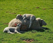 Pin page Beautiful Nature에 있는 VICKTOR MORALES님의 핀 | 귀여운 동물, 동물 사진, 포유류