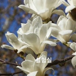 Pin page Pin by 두광 김 on 꽃 in 2024