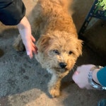 사람을 좋아하는 이동네 훈남. #봄이 #강아지 #dog in 2020 | Americas got talent, America, Animals