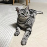 핸드폰으로 대에충 막 찍어도 이쁜 천둥이 #가배천둥이 #고양이 #고양이그램 #고양이일상 #고양이사진 #cat #catstagram #cats #냥스타그램...... 