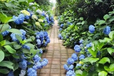 “수국도 보고 무료 국악공연도 보고”… 7월 가볼 만한 국내 여행지 3곳 추천