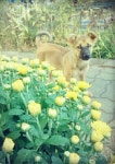 강아지, 꽃, dog, flower | 강아지, 꽃