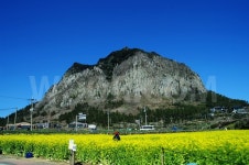 제주도 영주십경의 하나이며 395m높이의 산 전체가 용암덩어리로 되어 있습니다. 산 중턱에는 산방덕이라는 여신의 전설을 간직한 산방굴사가... 