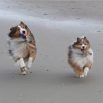 Sheltie에 관한 17개의 최상의 Pinterest 이미지 | 동물, 강아지 및 애완동물 Sheltie