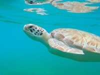 Turtle에 관한 12개의 최상의 Pinterest 이미지 | 거북이, 바다거북 및 Pura vida Turtle