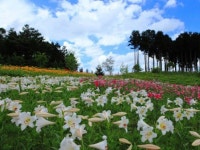 Lily & Daylily에 있는 Flowers In Heart님의 핀 | 꽃