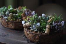 Gardening에 관한 7개의 최상의 Pinterest 이미지 | 꽃꽂이, 식물 및 Flower power Gardening 