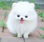 animals에 있는 dany kim님의 핀(이미지 포함) | 귀여운 강아지 사진, 강아지, 귀여운 강아지