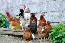 hen에 관한 28개의 최상의 Pinterest 이미지 | 닭장, 농장 및 뒷마당 닭 hen