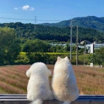 오늘의 강아지는 누구개?🐶 매일 귀여운 강아지 보러오세요😁 @cute._.dailydog 팔로우 감사합니다♥ . . . Credit : @arang2o_o... 