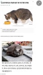 해외에서 길고양이를 대하는 방식