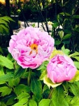 flower 꽃 blossom 봄꽃에 있는 핀