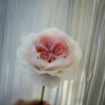 밀랍플라워캔들 줄리엣로즈  #artdecofloral#soap#soapflower#flowerart#원데이클래스#밀랍플라워캔들#밀랍플라워#beewaxflower... 