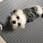 산책가까?? #1일1산책#너만좋지 | Animals, Cute animals, Dogs