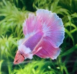 Pin on Betta / 베타