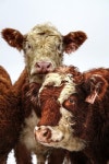 Cows에 관한 73개의 최상의 Pinterest 이미지 | 시골 생활, 농장 동물 및 소 Cows