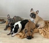 bostonterrier #불독 #프렌치불독 #화운프렌치불독 #레드화운프렌치불독 #블루프렌치불독 #스탠다드프렌치불독 #희귀모색프렌치불독 #...