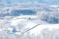 풍경사진사 몽글이 on Instagram: “대관령 양떼목장 설경 . . 어른도 아이가 되어버리는 세상 젤 예쁜 풍경 . . 🔊 더 큰 사진은 스토리로... 