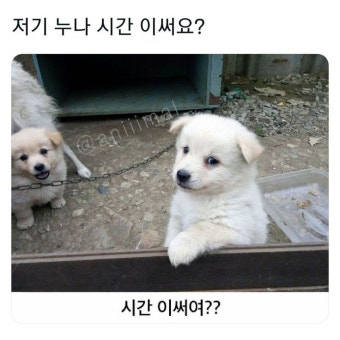 안구정화 동물 짤 