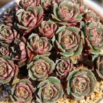 반지다육키핑 | [New] The 10 Best Garden Ideas Today (with Pictures) - 롱기시마 #duna네 키핑하우스 #다육식물기르기 #다육이사진 #다육화분...