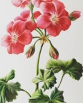 #제라늄#가드닝#보타니컬아트#꽃그림배우기 #botanical_art #botanicalartist #watercolorpencil #geranium #hangingbasketflowers