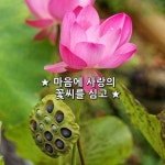 ★ 마음에 사랑의 꽃씨를 심고 ★ 나는 소망합니다. 내가 누구를 대하든 그 사람에게 꼭 필요한 존재가 되기를 나는 소망합니다 타인의 죽음을 볼... 