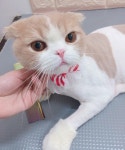 #라라캣 #고양이무마취미용 #이백이 #털뿜해결사 #스코티쉬폴드 - 이백이 라라캣 첫 방문... 이 미용도 역시 라라캣 ! - 오픈미용실로 믿고... 