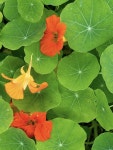 Pin by Sunha on 꽃 in 2024 | Nasturtium, Bloom