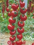 Tomato(이미지 포함) | 토마토
