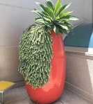 plants #gardentherapy #instagarden #instagardenlove #gardening #succulentsh #cactusmagazine #suculentas… | 다육 식물, 꽃