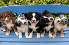 PUPPIES에 관한 16개의 최상의 Pinterest 이미지 PUPPIES