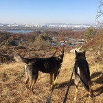 🐺🐺 #왕발 #흑선 #네눈박이 #블랙탄 #재구 #진도개 #진돗개 #jindodog #koreandog #koreanjindo #koreanjindodog #dogstagram #mydog... 