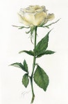 Botanical art / 보태니컬아트 / 색연필드로잉 / 식물화 by SoHyeonKIM 포트폴리오 - 노트폴리오