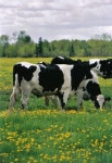 Cows에 관한 24개의 최상의 Pinterest 이미지 | 농장 동물, 시골 생활 및 소 Cows