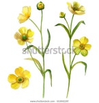 하얀 배경에 분리된 수채색 버터컵 꽃에는 스톡 일러스트 553042297 | Shutterstock 수채색 버터컵 꽃 일러스트 553042297
