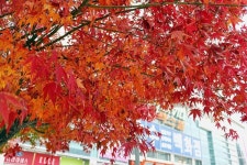 이정수강사 가을하늘 나무 풍경 가을풍경 낙엽 단풍 단풍나무 한국교육진흥평생교육원 | 단풍, 나무, 단풍나무