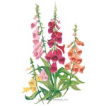 Pin on 들꽃/들풀 6 (botanical interests.com)
