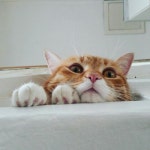 Dallalto della scala... | 강아지, 고양이