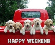 Dogs에 관한 260개의 최상의 Pinterest 이미지 | 강아지, 애완동물 및 Bonheur Dogs