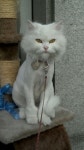 속셈학원의 두리 ㅋㅋㅋ | 동물