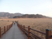 순천만, 아름다운 갈대의 향연을 만나다 | 아름다운, 여행, 경치