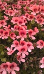 Orange Pelargonium(이미지 포함)