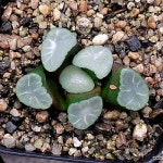 솔트레이크만상(중소묘) 57-124(Haworthia maughanii) - 하월시아(Haworthia)