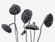 BOTANICAL에 있는 Linda Connell님의 핀 | 그림, 꽃