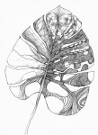 [13#botanical art] [13#보테니컬 아트] #일러스트레이터 #일러스트 #일러스트레이션 #손그림 #그림 #펜화 #드로잉 #drowing... 