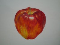 사과, 보태니컬아트, 보타니컬아트, 색연필, 그림, 일러스트 apple, botanical art, colored pencil, illustration | 그린 꽃, 사과... 